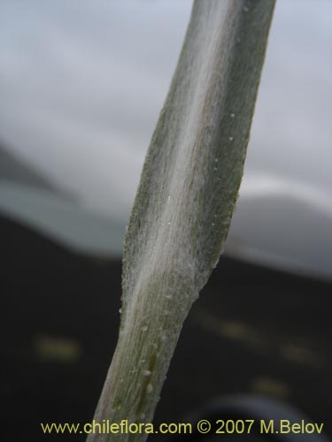 Bild von Leucheria sp. #6017 (). Klicken Sie, um den Ausschnitt zu vergrössern.