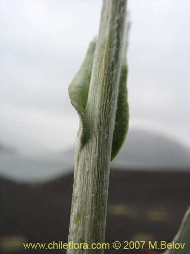 Bild von Leucheria sp. #6017 (). Klicken Sie, um den Ausschnitt zu vergrössern.