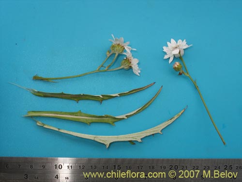 Bild von Leucheria sp. #6017 (). Klicken Sie, um den Ausschnitt zu vergrössern.