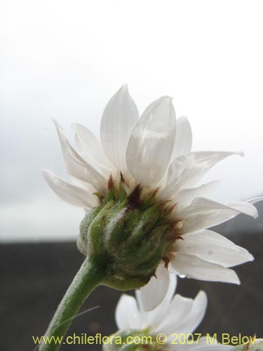 Bild von Leucheria sp. #6017 (). Klicken Sie, um den Ausschnitt zu vergrössern.