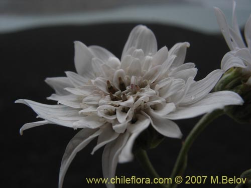 Bild von Leucheria sp. #6017 (). Klicken Sie, um den Ausschnitt zu vergrössern.