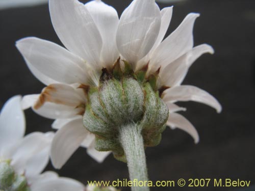 Bild von Leucheria sp. #6017 (). Klicken Sie, um den Ausschnitt zu vergrössern.