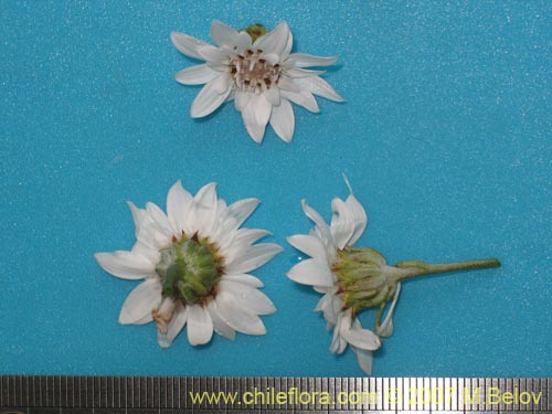 Bild von Leucheria sp. #6017 (). Klicken Sie, um den Ausschnitt zu vergrössern.