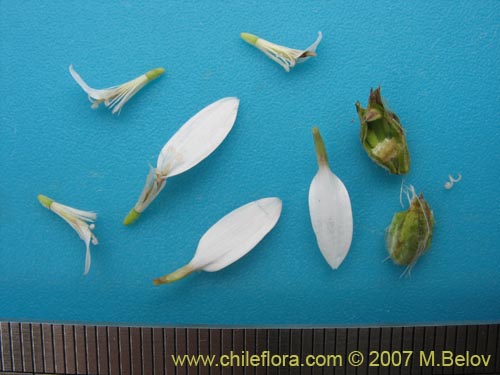 Bild von Leucheria sp. #6017 (). Klicken Sie, um den Ausschnitt zu vergrössern.