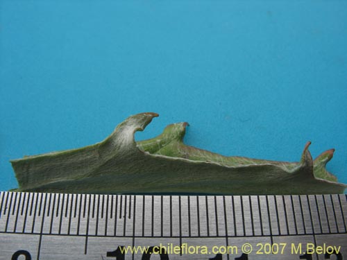 Bild von Leucheria sp. #6017 (). Klicken Sie, um den Ausschnitt zu vergrössern.