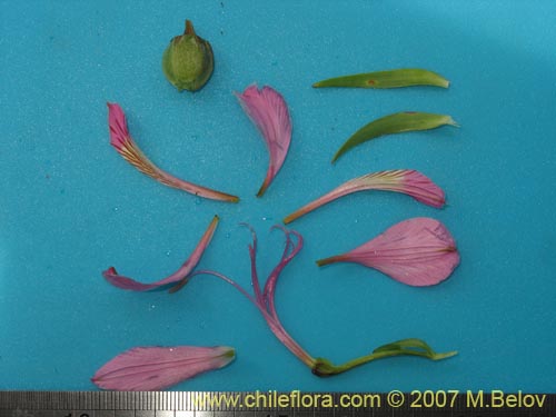 Alstroemeria presliana ssp. australis의 사진