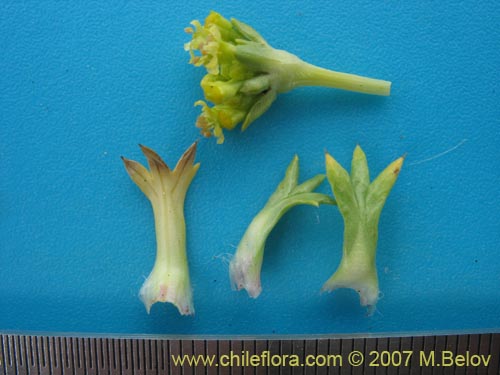 Bild von Azorella trifurcata (). Klicken Sie, um den Ausschnitt zu vergrössern.