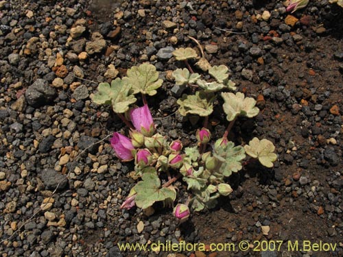 Bild von Tarasa humilis (). Klicken Sie, um den Ausschnitt zu vergrössern.