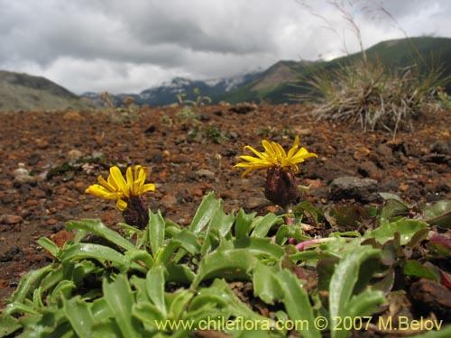 Haplopappus sp. #1683の写真