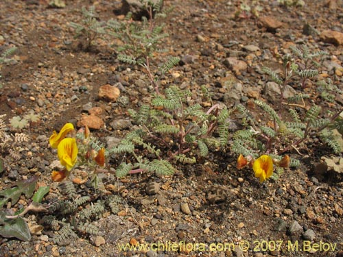 Image of Adesmia sp. #1770 (). Click to enlarge parts of image.