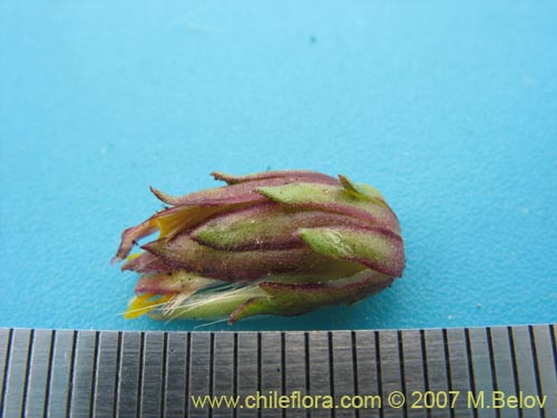 Haplopappus sp. #1683の写真