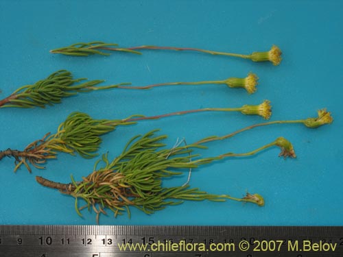 Imágen de Senecio sp. #1684 (). Haga un clic para aumentar parte de imágen.