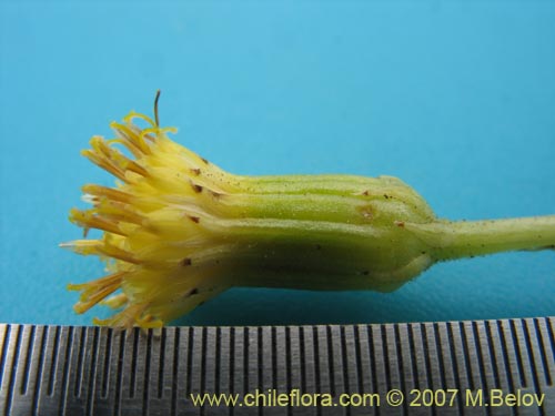 Imágen de Senecio sp. #1684 (). Haga un clic para aumentar parte de imágen.