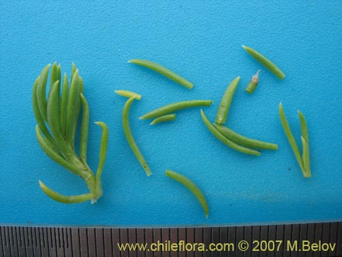 Imágen de Senecio sp. #1684 (). Haga un clic para aumentar parte de imágen.