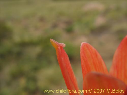 Image of Rhodophiala araucana (). Click to enlarge parts of image.