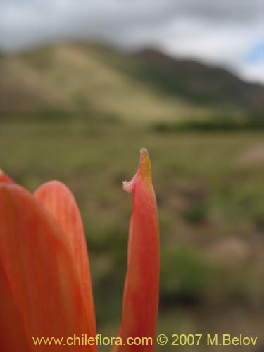 Image of Rhodophiala araucana (). Click to enlarge parts of image.