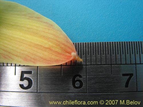 Image of Rhodophiala araucana (). Click to enlarge parts of image.