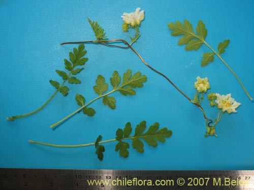 Bild von Loasa sp. #1705 (). Klicken Sie, um den Ausschnitt zu vergrössern.