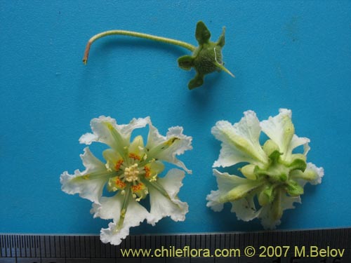 Bild von Loasa sp. #1705 (). Klicken Sie, um den Ausschnitt zu vergrössern.