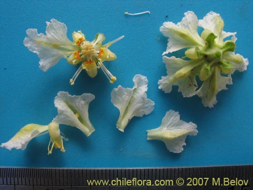 Bild von Loasa sp. #1705 (). Klicken Sie, um den Ausschnitt zu vergrössern.