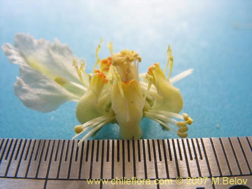 Bild von Loasa sp. #1705 (). Klicken Sie, um den Ausschnitt zu vergrössern.