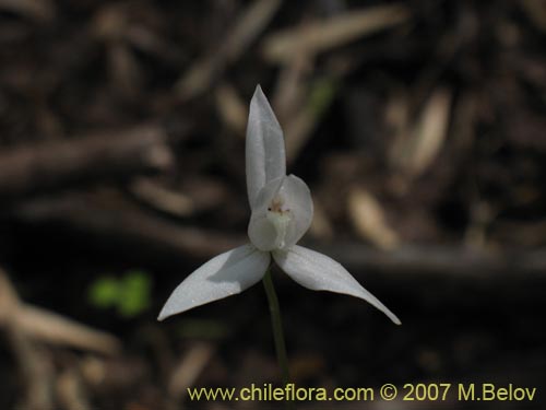 Image of Codonorchis lessonii (). Click to enlarge parts of image.
