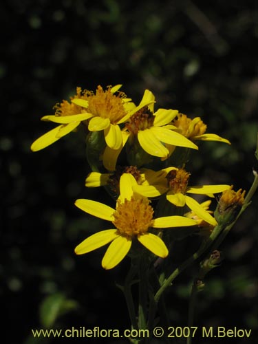 Image of Senecio sp.  #1690 (). Click to enlarge parts of image.