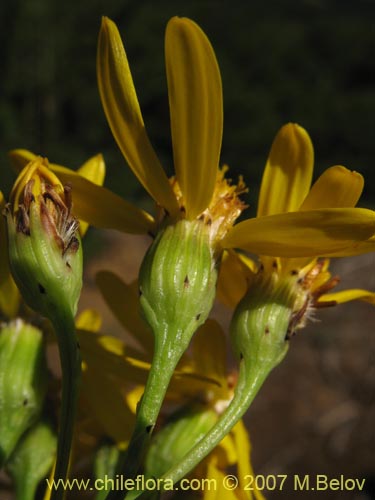 Imágen de Senecio sp.  #1690 (). Haga un clic para aumentar parte de imágen.