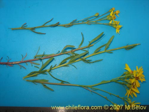 Imágen de Senecio sp.  #1690 (). Haga un clic para aumentar parte de imágen.
