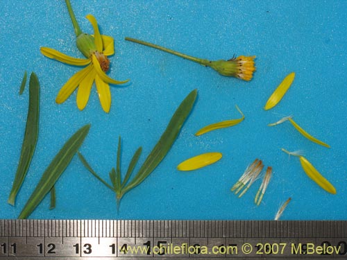 Image of Senecio sp.  #1690 (). Click to enlarge parts of image.