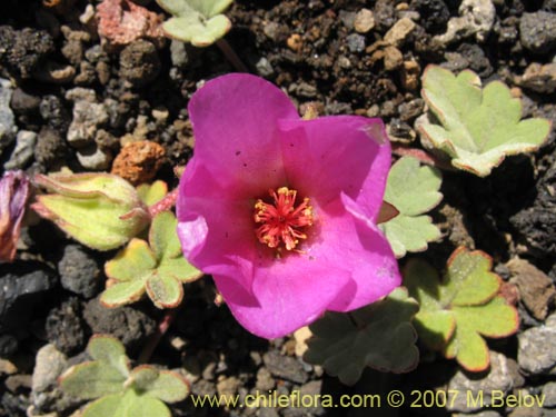 Bild von Tarasa humilis (). Klicken Sie, um den Ausschnitt zu vergrössern.