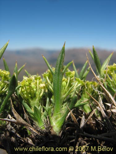 Image of Azorella sp. #1763 (). Click to enlarge parts of image.