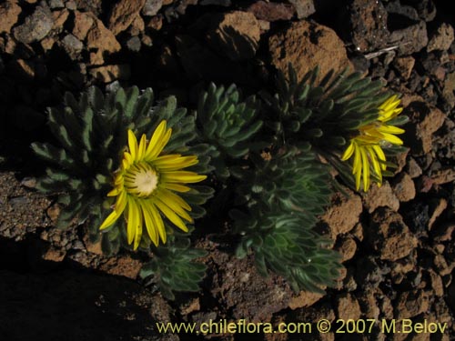 Image of Chaetanthera villosa (Chinita). Click to enlarge parts of image.