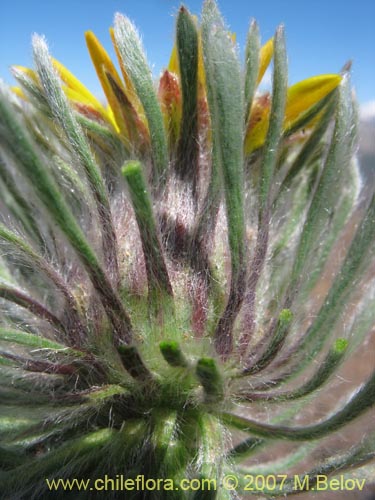 Image of Chaetanthera villosa (Chinita). Click to enlarge parts of image.