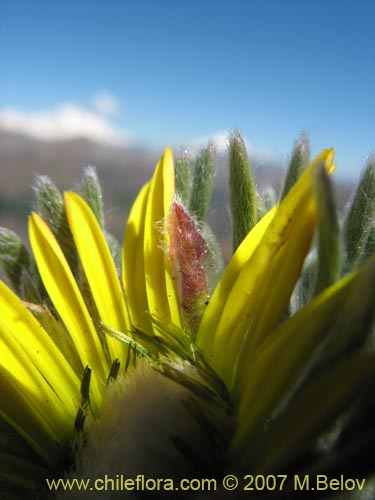 Image of Chaetanthera villosa (Chinita). Click to enlarge parts of image.