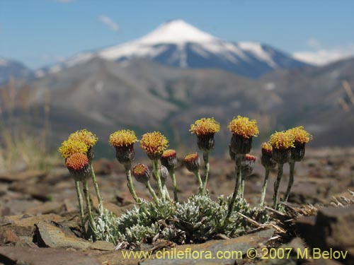 Image of Senecio sp. #1686 (). Click to enlarge parts of image.