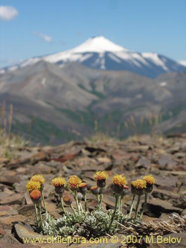 Image of Senecio sp. #1686 (). Click to enlarge parts of image.