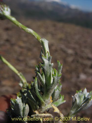 Image of Senecio sp. #1686 (). Click to enlarge parts of image.