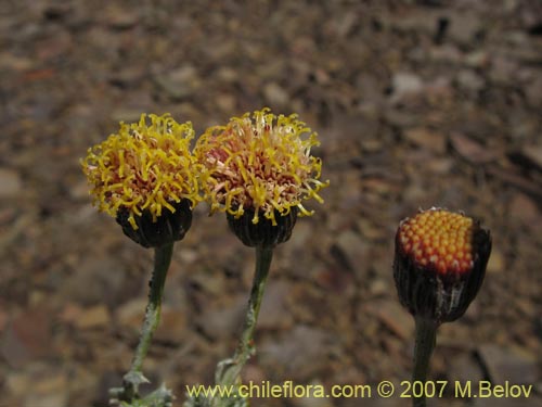 Image of Senecio sp. #1686 (). Click to enlarge parts of image.