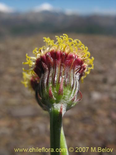 Image of Senecio sp. #1686 (). Click to enlarge parts of image.