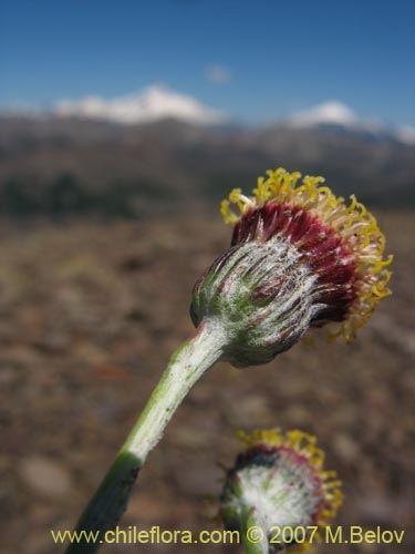 Image of Senecio sp. #1686 (). Click to enlarge parts of image.