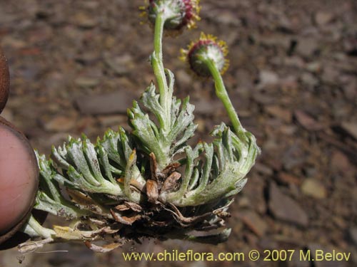 Image of Senecio sp. #1686 (). Click to enlarge parts of image.