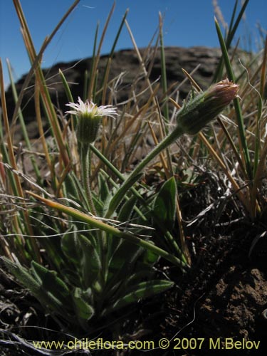 Image of Erigeron sp. #3094 (). Click to enlarge parts of image.