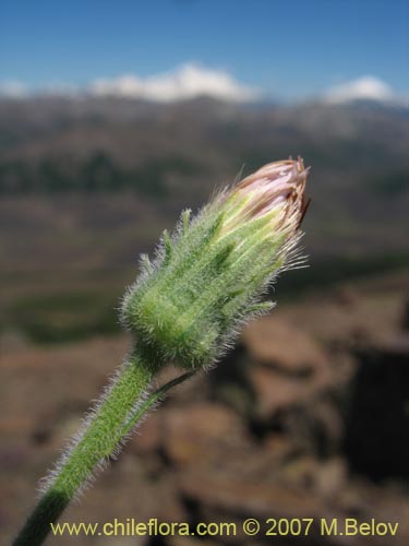 Image of Erigeron sp. #3094 (). Click to enlarge parts of image.