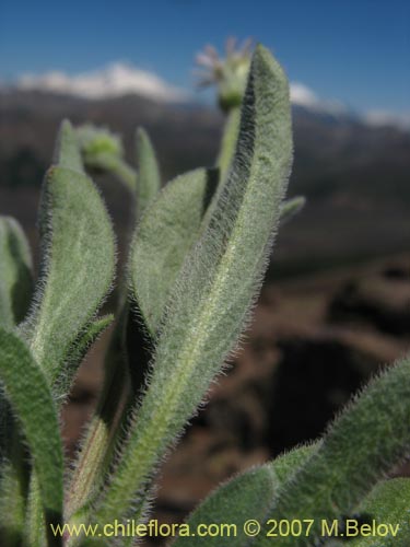 Image of Erigeron sp. #3094 (). Click to enlarge parts of image.