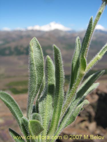 Image of Erigeron sp. #3094 (). Click to enlarge parts of image.