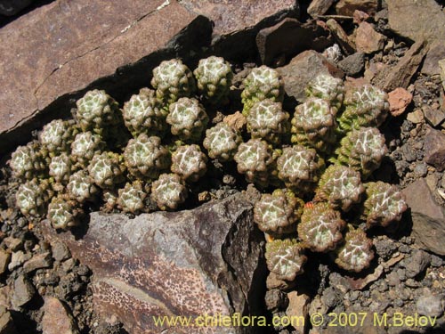 Bild von Nassauvia lagascae (Repollito / Nassauvia pigmea). Klicken Sie, um den Ausschnitt zu vergrössern.