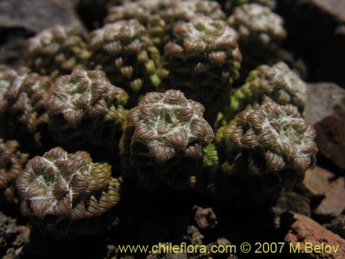 Bild von Nassauvia lagascae (Repollito / Nassauvia pigmea). Klicken Sie, um den Ausschnitt zu vergrössern.