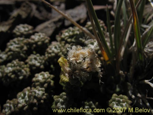 Bild von Nassauvia lagascae (Repollito / Nassauvia pigmea). Klicken Sie, um den Ausschnitt zu vergrössern.