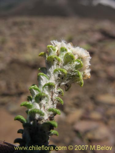 Bild von Nassauvia lagascae (Repollito / Nassauvia pigmea). Klicken Sie, um den Ausschnitt zu vergrössern.